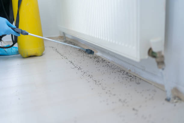 Best Rat Extermination Near Me  in Vandalia, OH