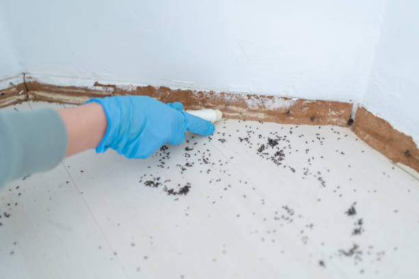 Best Insect Control  in Vandalia, OH